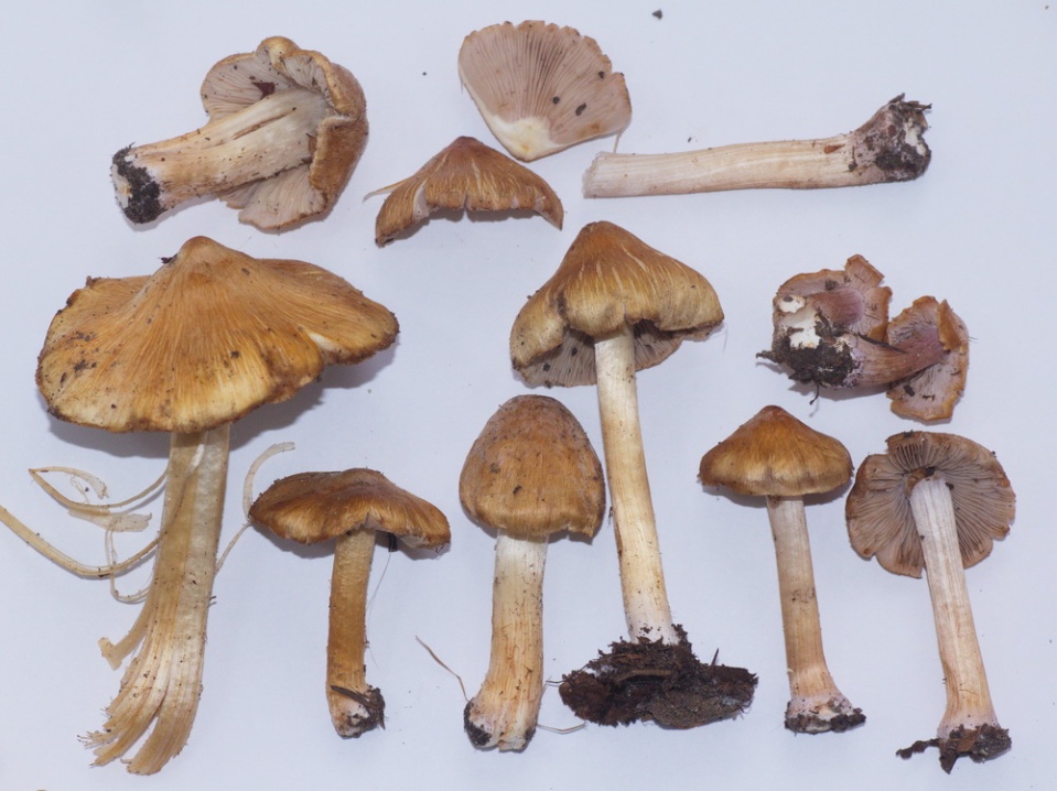 Inocybe reisneri. The violet tinge is especially apparent in  young fruitbodies